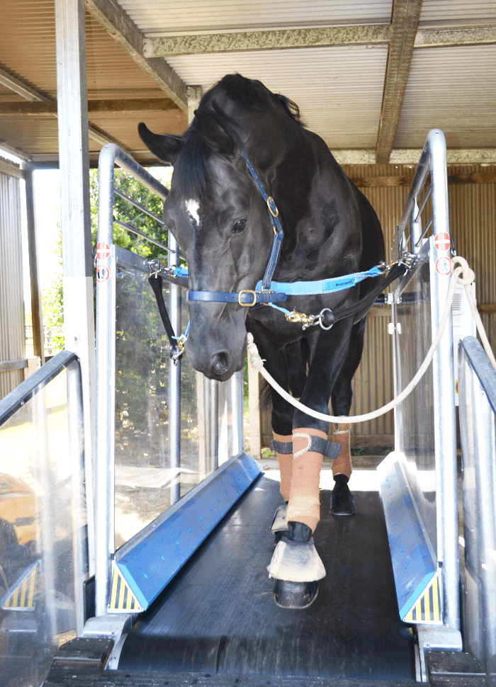 horse on a treadmill shirt