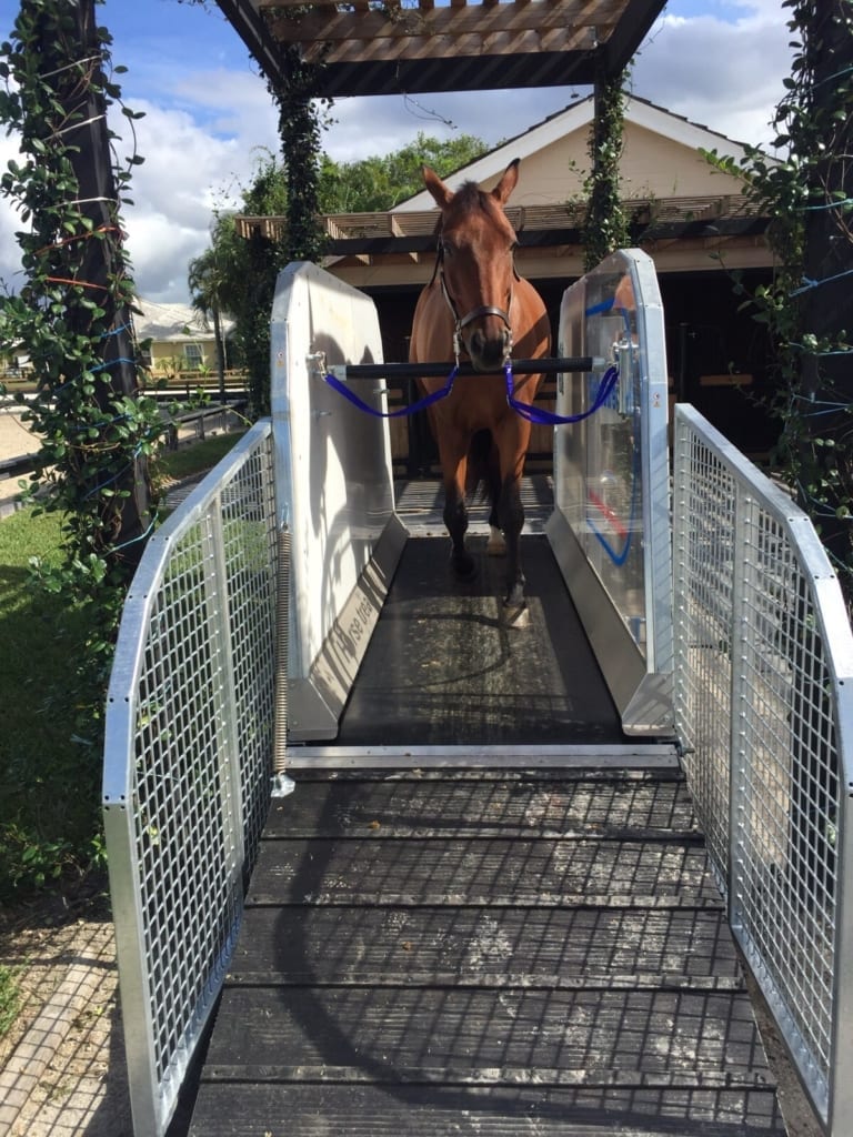 horse using treadmill