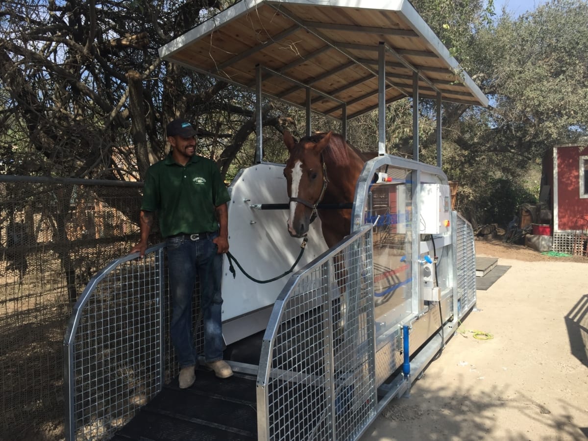 horse treadmill in action