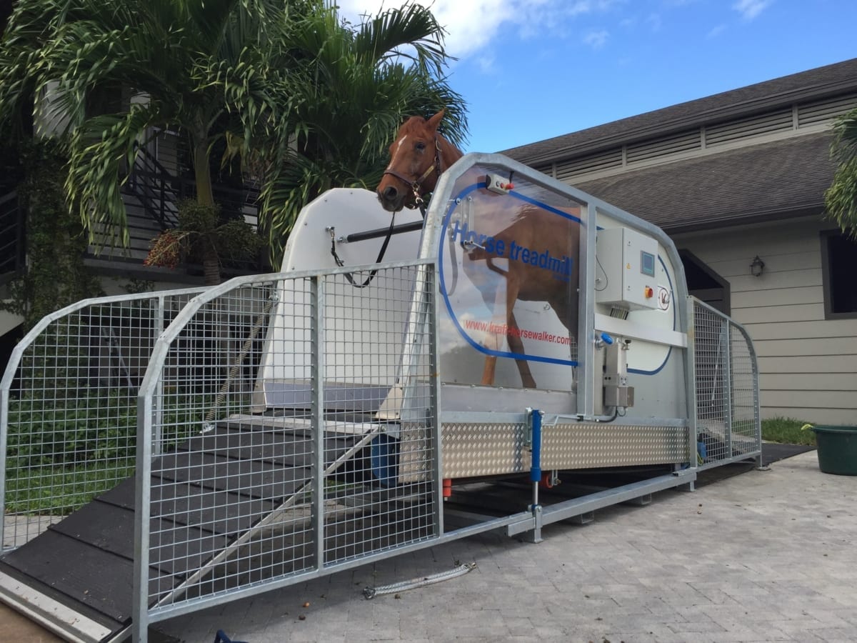 horse treadmill