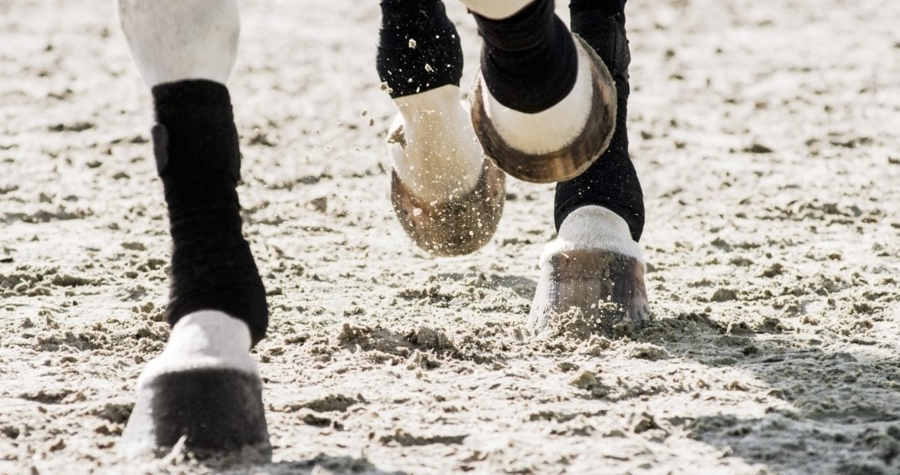 horse legs trotting through a sand arena