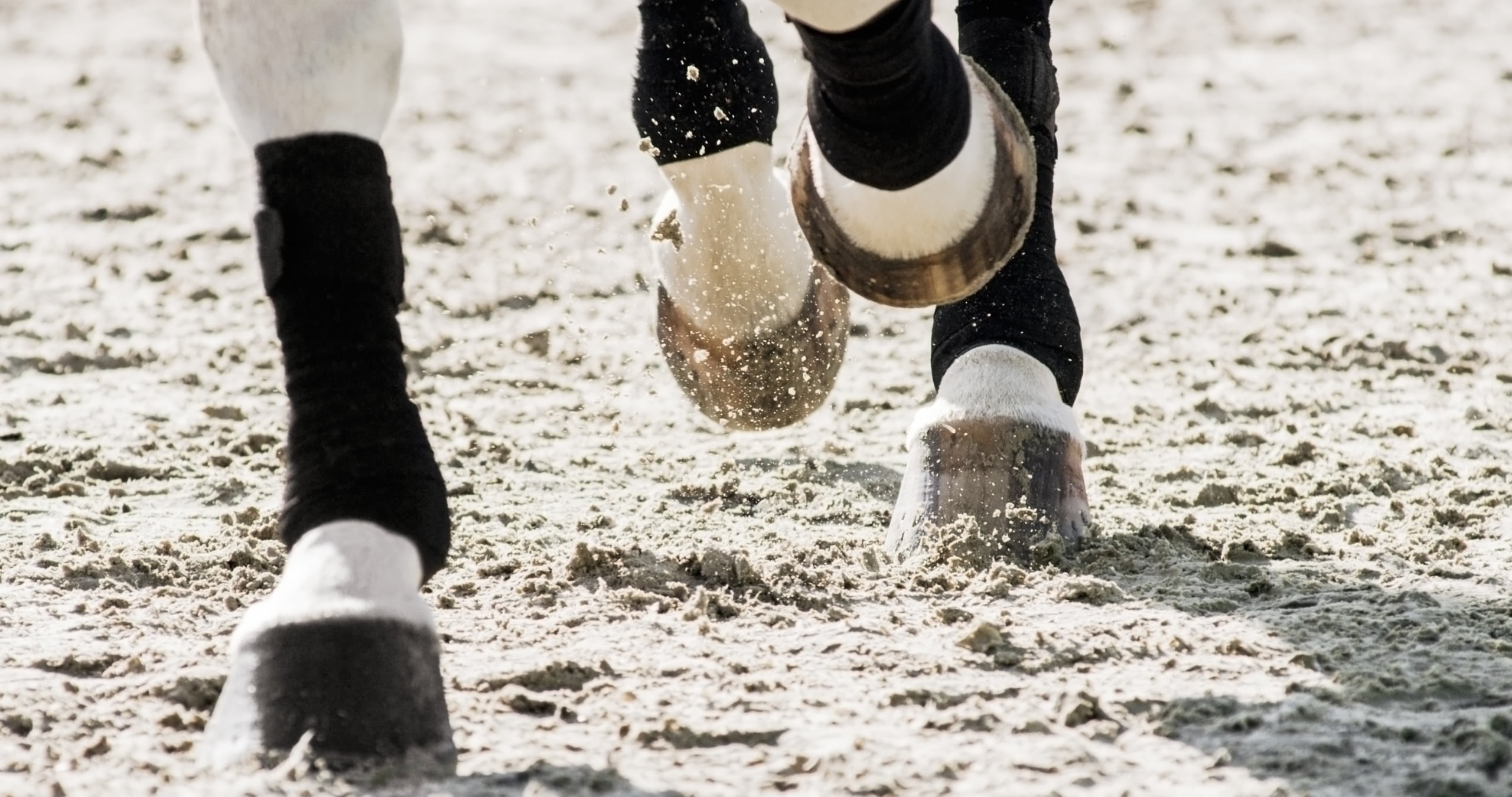 horse legs trotting through a sand arena