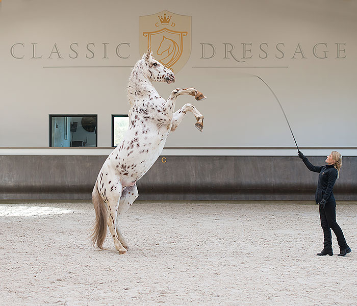 Curved Riding Curved Arena Kick Wall Footing Solutions USA LLC.