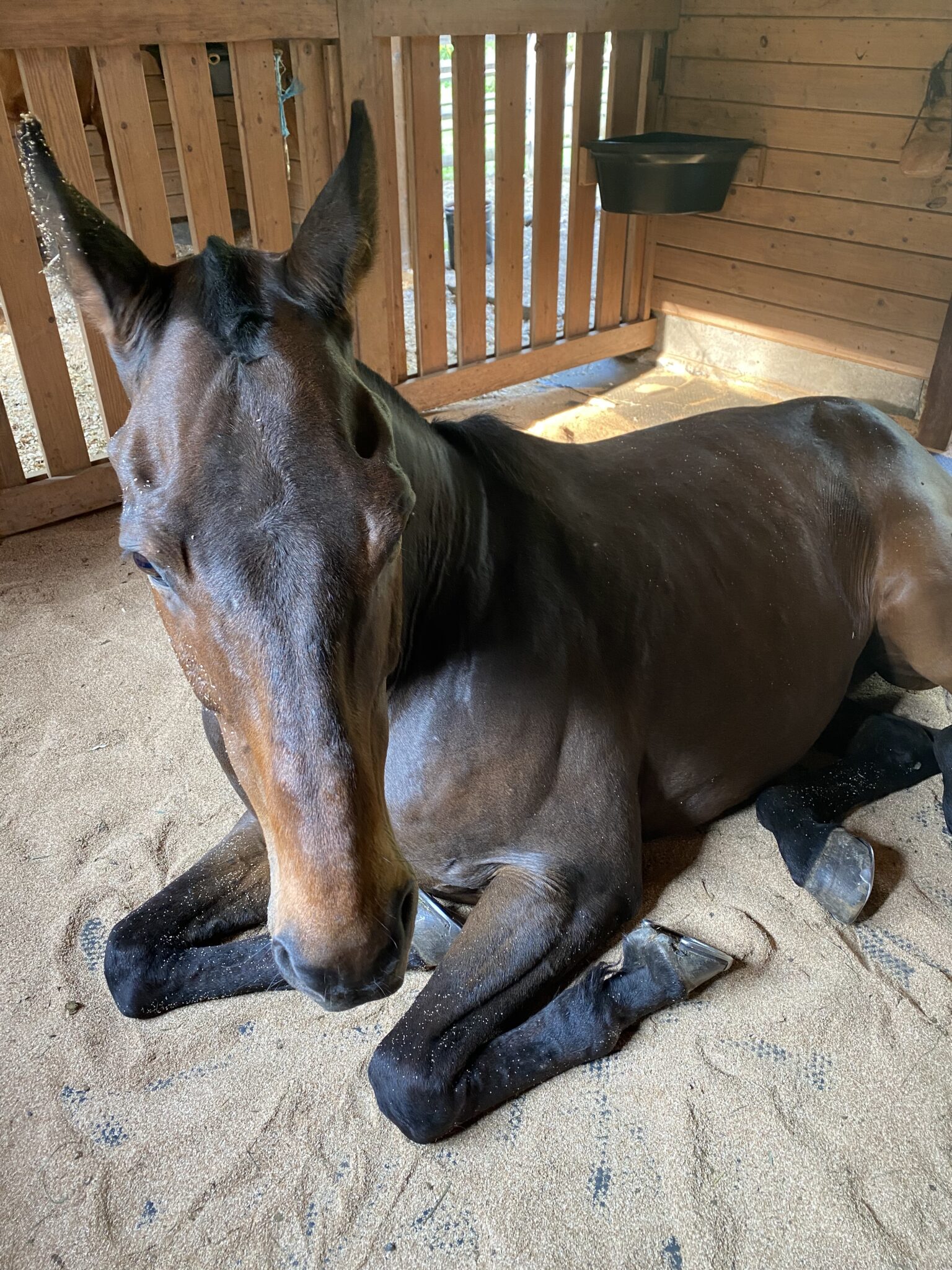 Horse Stall Mattresses SoftBed Comfort Footing Solutions USA LLC.