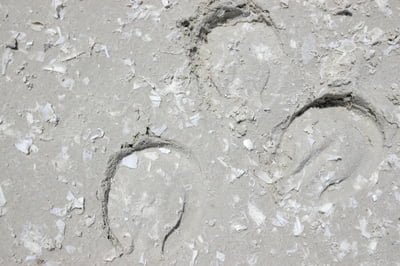 Hoof prints in sand arena footing