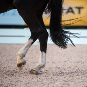 A horse's hind legs are shown as it is trotting through a sand arena