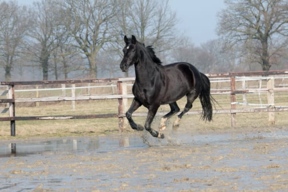 A horse gallops through a muddy paddock.