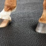 A close up of a horse's hooves standing on a softbed comfort stall mattress