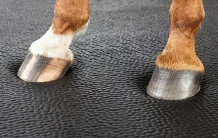 A close up of a horse's hooves standing on a softbed comfort stall mattress