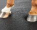 A close up of a horse's hooves standing on a softbed comfort stall mattress