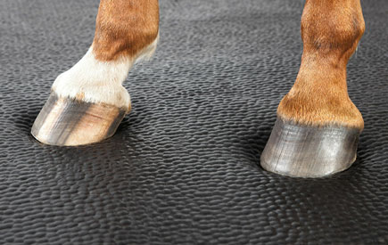 A close up of a horse's hooves standing on a softbed comfort stall mattress
