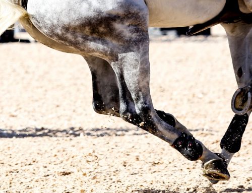 Why Good Arena Footing is Essential for Performance and Soundness
