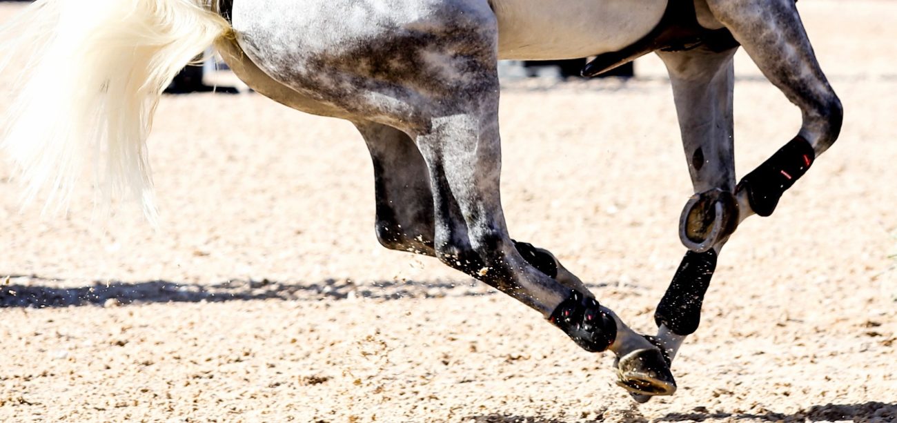 A horse gallops through a sand arena with FSGeoTEX during a jumping round