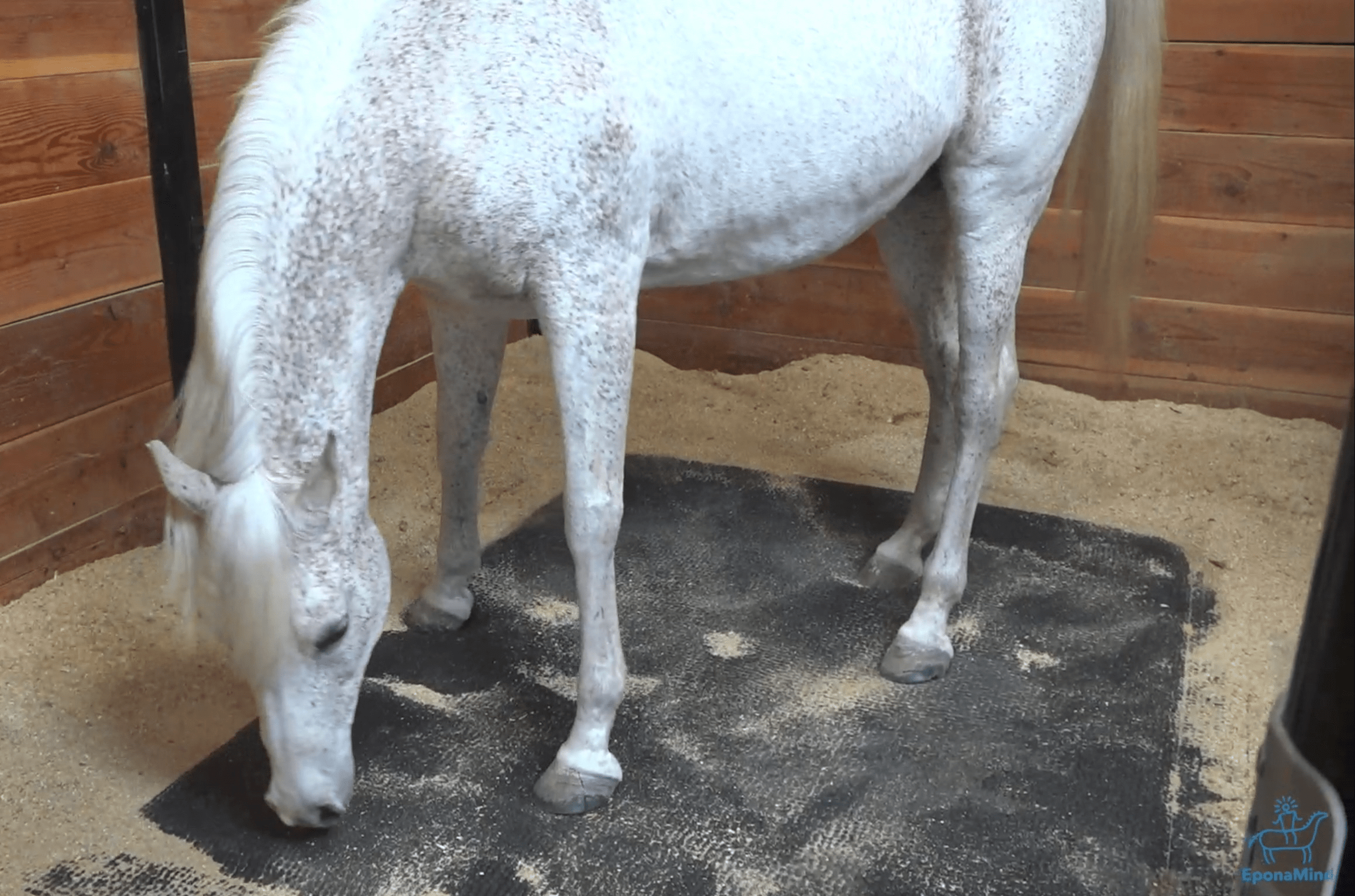 A gray horse sniffs a Softbed Comfort mat in a stall