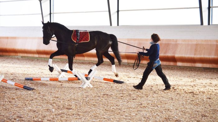 An equestrian lunges a horse in a surcingle over trot poles