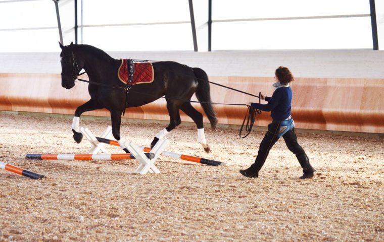 An equestrian lunges a horse in a surcingle over trot poles