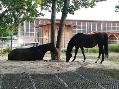 One horse lies down in a paddock on top of paddock mats that are covered with sand, while another horse stands nearby with its head down