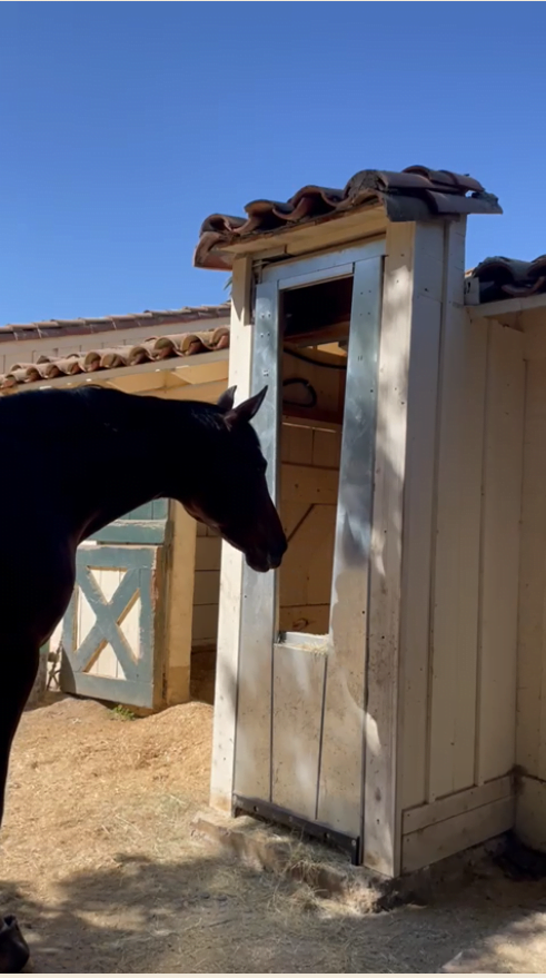 A horse approaches a single feeding station