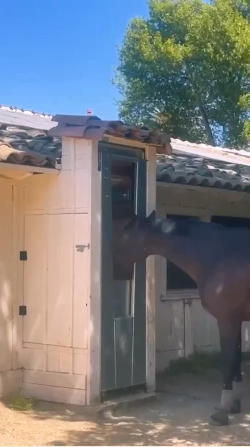 A brown horse eating from a single feeding station