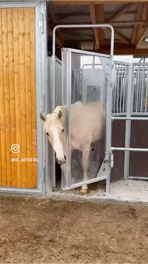 A horse walking out of a feeding station