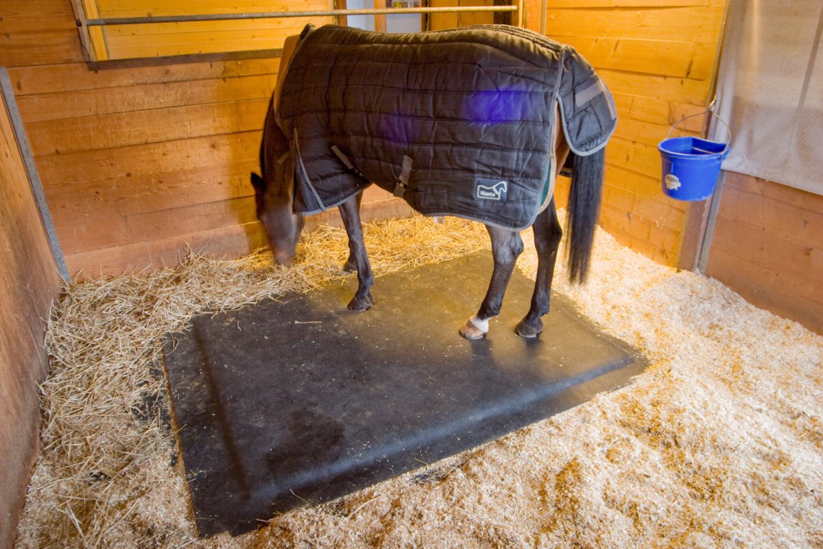 A horse stands on its Softbed Comfort stall mattress in its stall while eating hay