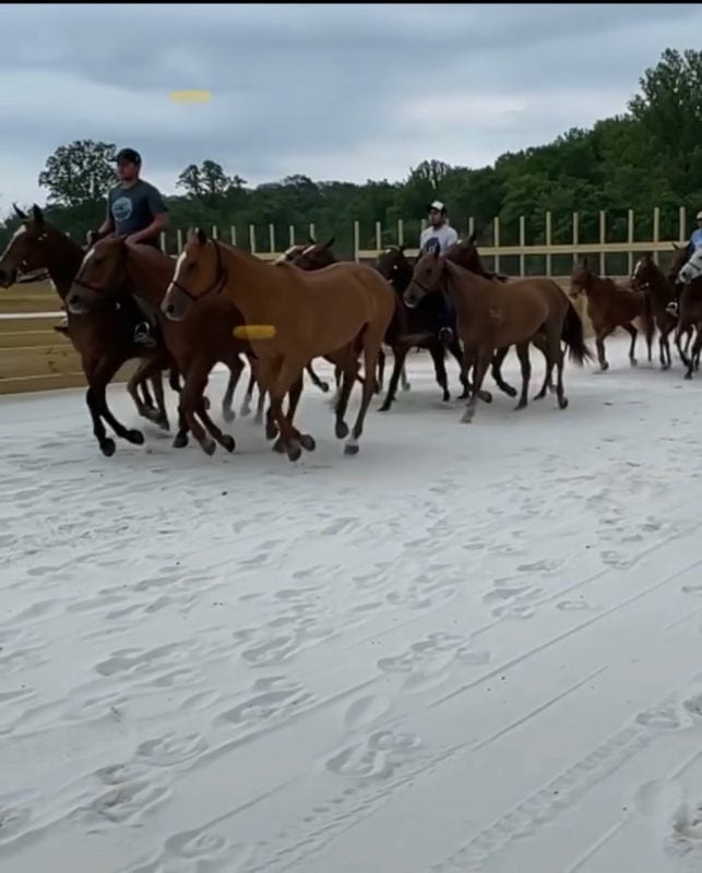 A group of horses is seen cantering through sand while two riders guide them