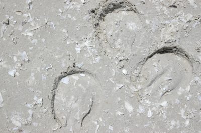 Hoof prints in sand with geotextile sand additives