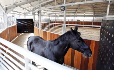 A black horse is seen walking in a horse exerciser