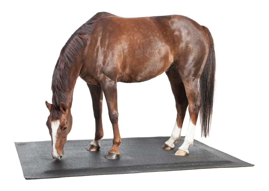 A horse standing on a Softbed mat with the background removed