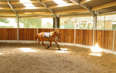 A chesnut horse is being lunged in a covered roundpen