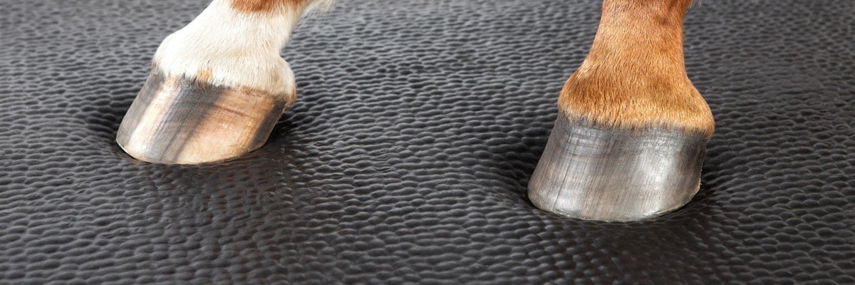 A horse's front hooves standing on a clean, padded stall mat.