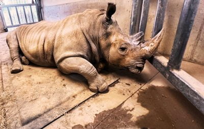 A rhinoceros lays on a SoftBed Comfort stall mattress
