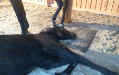 A horse laying down on a padded stall mat
