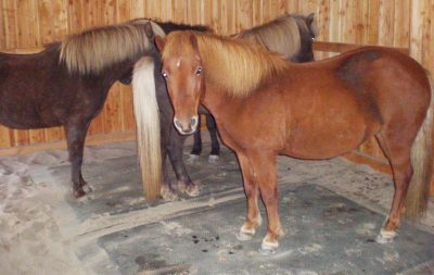 Horses standing on softbed comfort mats