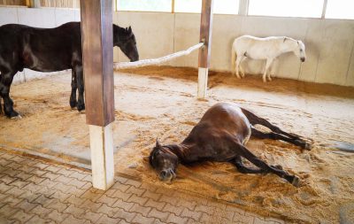 A horse lays down on a softbed that is covered with shavings