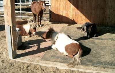 Miniature horses laying down on and enjoying their stall mattresses.