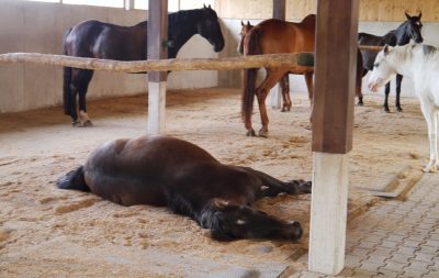 A horse laying down, surrounded by other horses resting