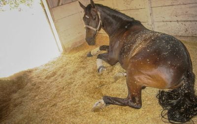 A horse laying down in its stall