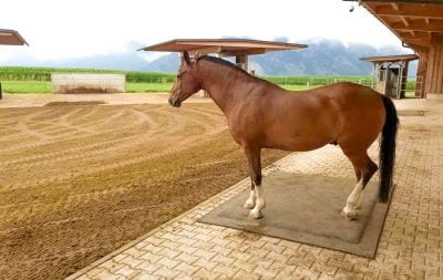 A horse stands resting on a stall mattress that is set in a paddock area