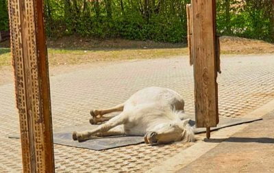 A pony lays on a stall mattress out in its paddock