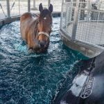 A brown horse stands in an aqua walker