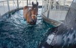 A brown horse stands in an aqua walker