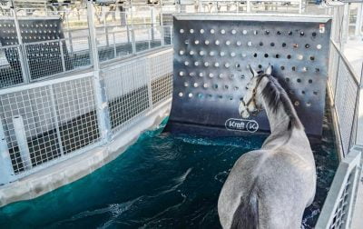 A gray horse, seen from behind, in an aqua walker