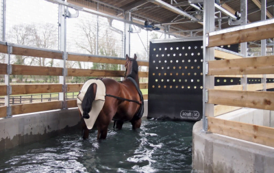 A brown horse is seen from behind standing in an aqua walker