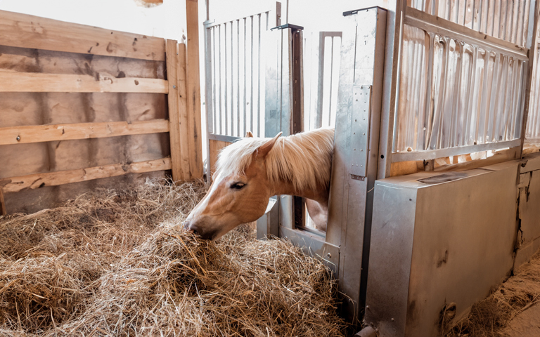 A pony eats hay through a single automatic horse feeder