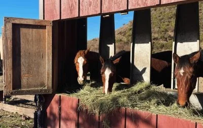 Three horses eating from a group hay feeder