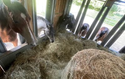 Multiple horses eating from a group hay feeder, taken from above