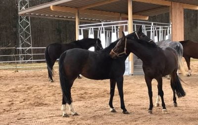 Two horses groom each other in the foreground, while three horses eat from a covered hay feeding station in the background