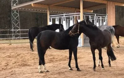 Two horses groom each other in the foreground, while three horses eat from a covered hay feeding station in the background