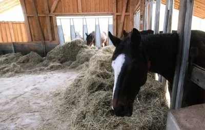 From the inside of a group hay feeder, a dark brown horse is eating hay